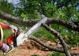 How Our Tree Care Process Works  in  Castle Rock, WA