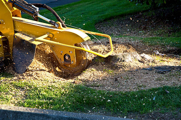 Grass Overseeding in Castle Rock, WA